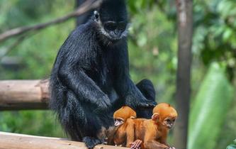 广州：珍稀黑叶猴诞下龙凤胎