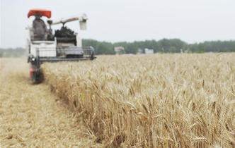 全國大規模小麥跨區機收全面展開