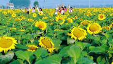 徐州微山湖畔向日葵花海絢爛綻放引萬千遊人