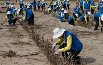 大學生志願者在內蒙古治沙