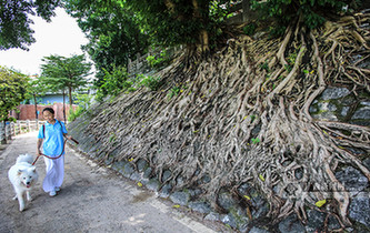 南寧："樹堅強"扎根古城墻 根係發達撐破墻體