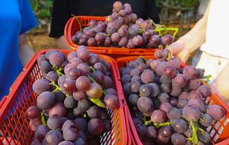 江西樟樹：農業旅遊熱起來