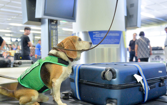 最萌&ldquo;特工隊&rdquo;能聞出箱子裏的違禁品