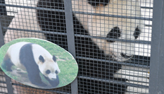 &ldquo;闖關東&rdquo;大熊貓返鄉並計劃&ldquo;生娃&rdquo;