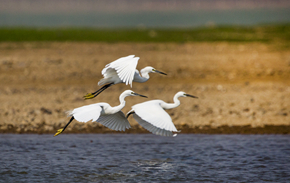 独在异乡为异客，每逢佳节倍思亲。