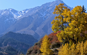 何当载酒来，共醉重阳节。