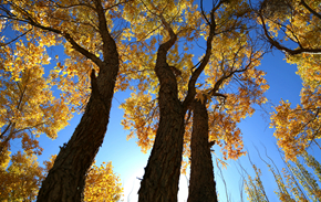 九日明朝酒香，一年好景橙黄。