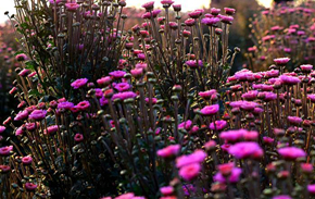 九日悲秋不到心。凤城歌管有新音。