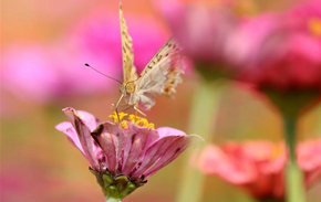 绿杯红袖称重阳。人情似故乡。