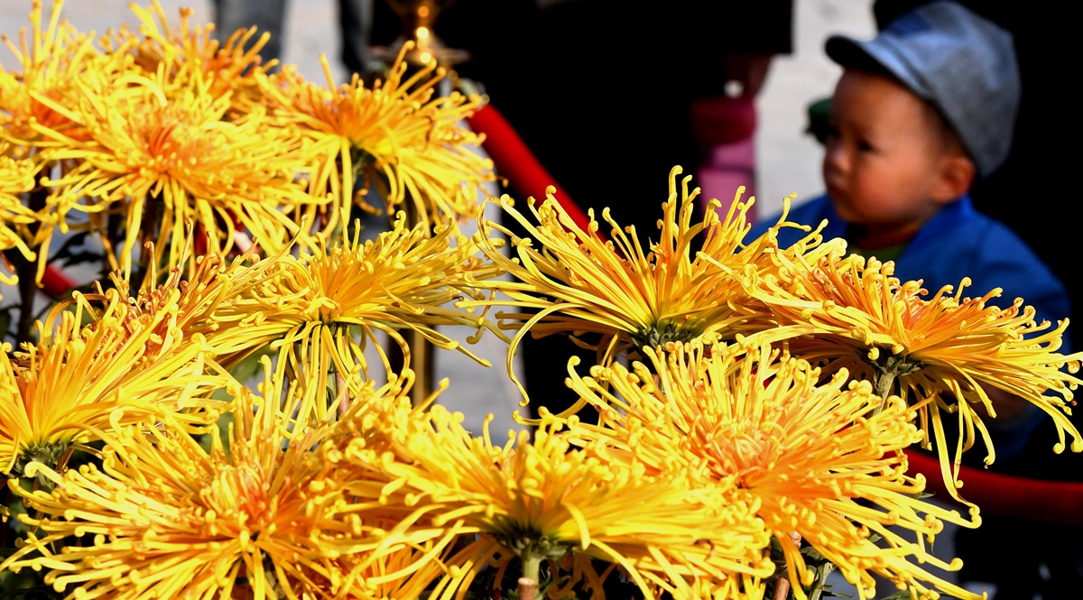 古城花宴 重阳菊香