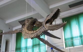 阿根廷修復罕見的蛇頸龍骨架化石