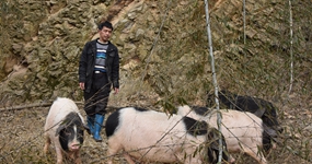 &ldquo;野猪佬&rdquo;的猪年小康生活