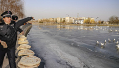 新疆库尔勒：越冬天鹅“闹”新春