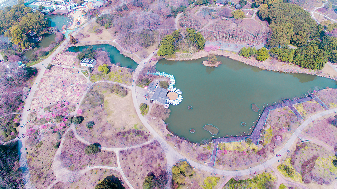 【改革开放40年“飞阅”长三角】航拍VR：飞瞰上海植物园春色