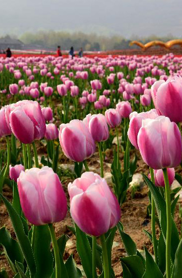 北京今年祭扫人数将达500万
