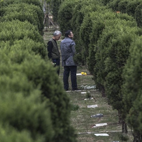 新风尚 生态安葬