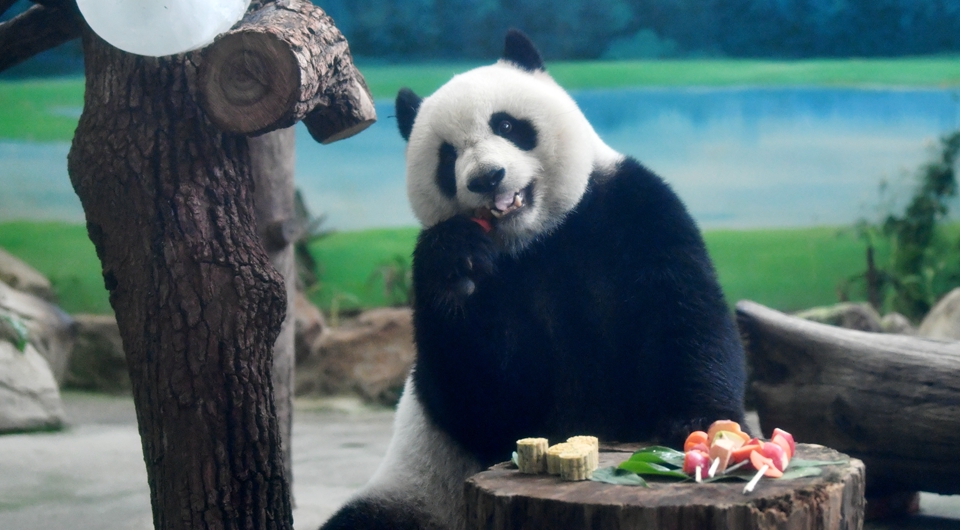 大熊猫吃“月饼”过中秋