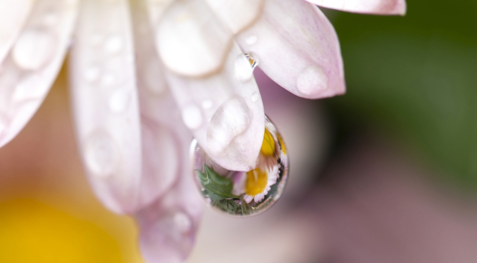 中秋赏菊 花香四溢