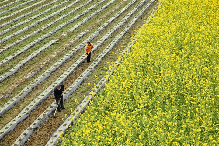 新华社评论员:防疫不误农时，固本首在“三农”