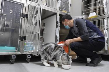 武漢：動物醫院裏的臨時&ldquo;奶爸&rdquo;