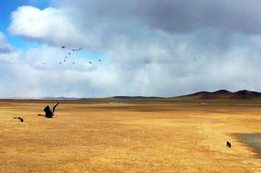 內蒙古：巡護踏查 保護候鳥