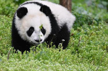 秦嶺大熊貓寶寶健康成長