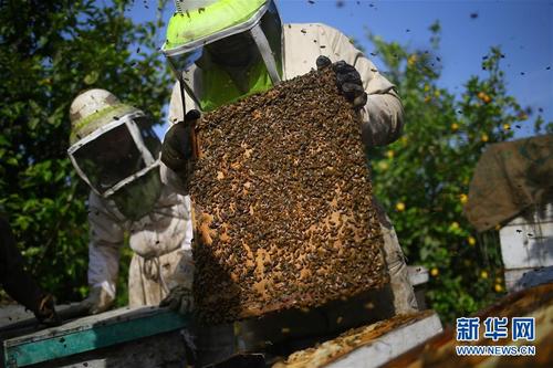 廣西隆林縣　養蜂合作社使村民有了穩定收入