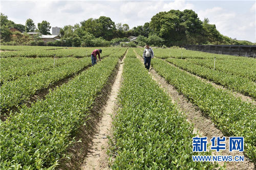 全國油茶種植面積達6800萬畝