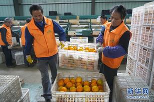 江西瑞金：臍橙進入銷售旺季