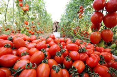 山东枣庄:红火的温室大棚