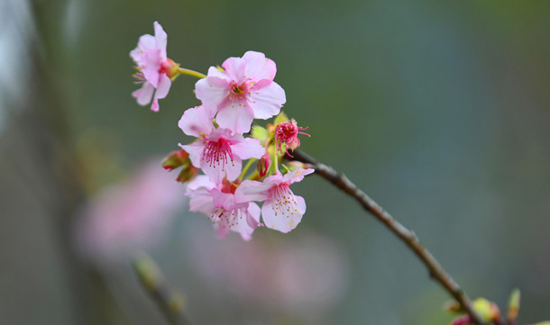 重庆南山：缤纷花开迎新年