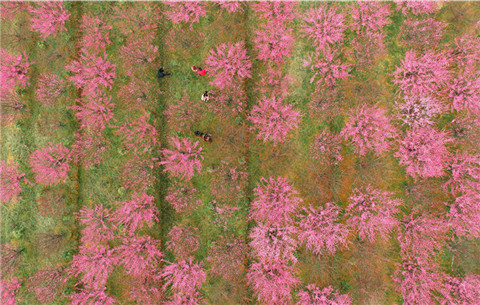 【&ldquo;飞阅&rdquo;中国】安徽庐江：撂荒山地披&ldquo;红妆&rdquo;