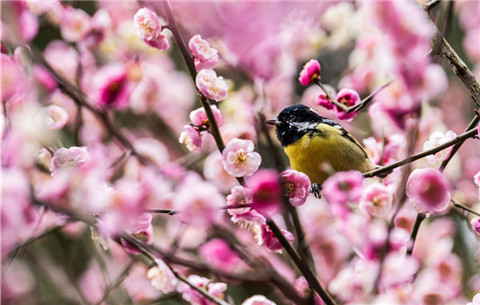 鸟语花香春光美