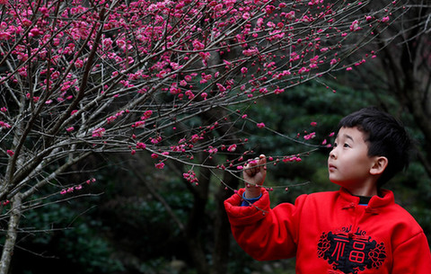 春暖花开 梅香满园