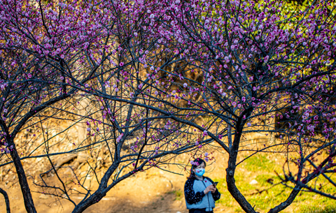 枝头春意浓 赏梅&ldquo;打卡&rdquo;忙