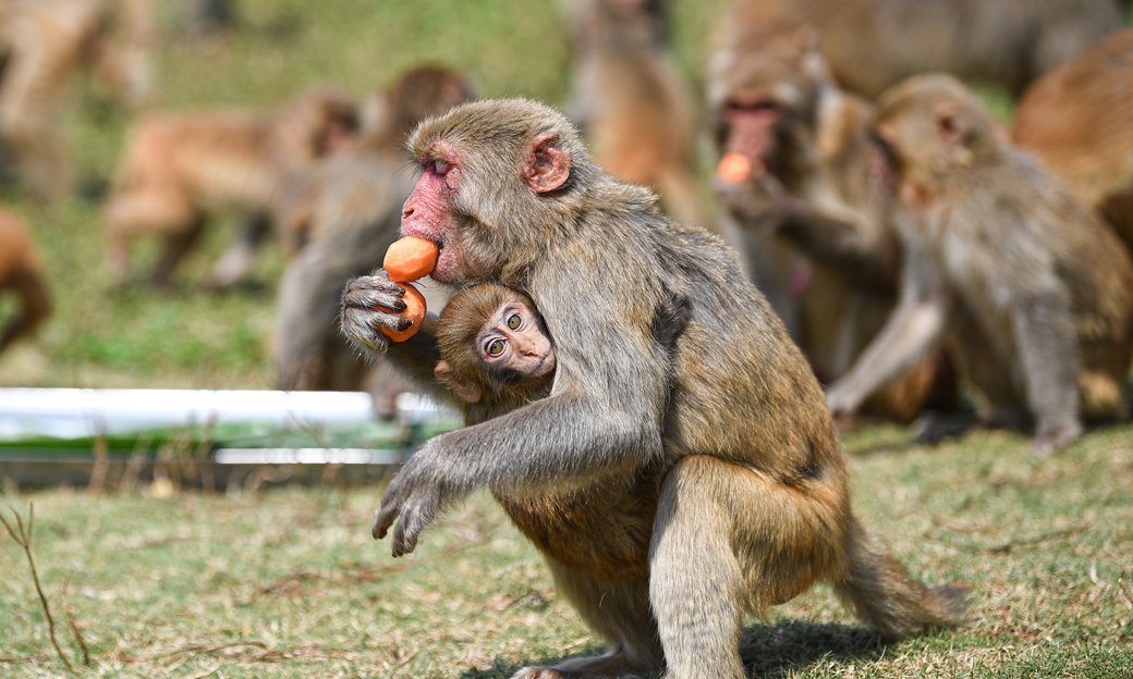 海口：动物享美食迎元宵节