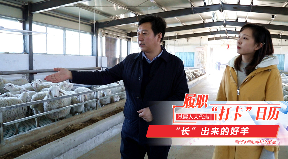 地里"长"出的好羊