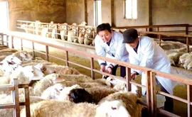 张宏祥：做现代牧羊人是一份“事业”