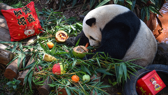 海口：动物享美食迎元宵节