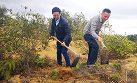 小小的油茶果长成大产业