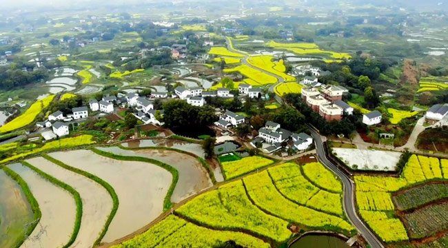 山城陌上花开 一抹金色遍地春