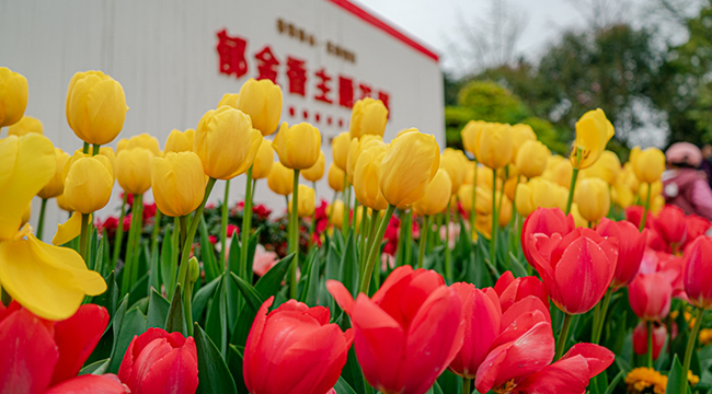 最是一年春好处 郁金花香满山城