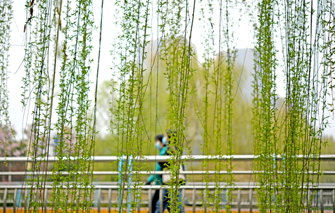 安徽淮南：雨后春意浓
