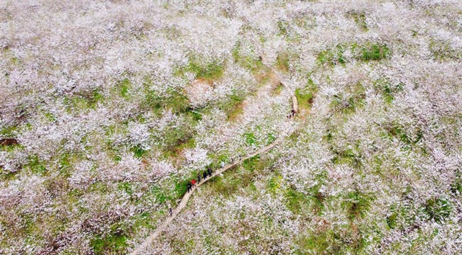 三月山城春光好 梁平赏花正当时