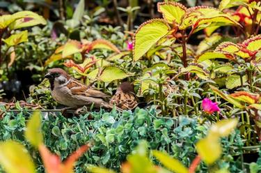 &ldquo;低语的花床&rdquo;