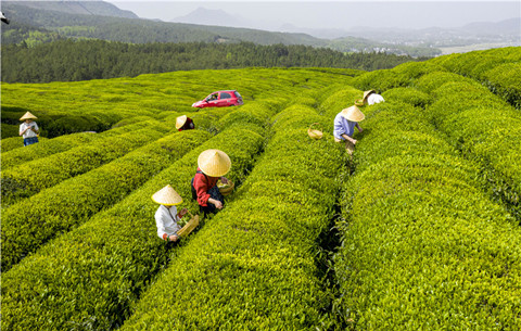 【“飞阅”中国】茶旅融合助力乡村振兴