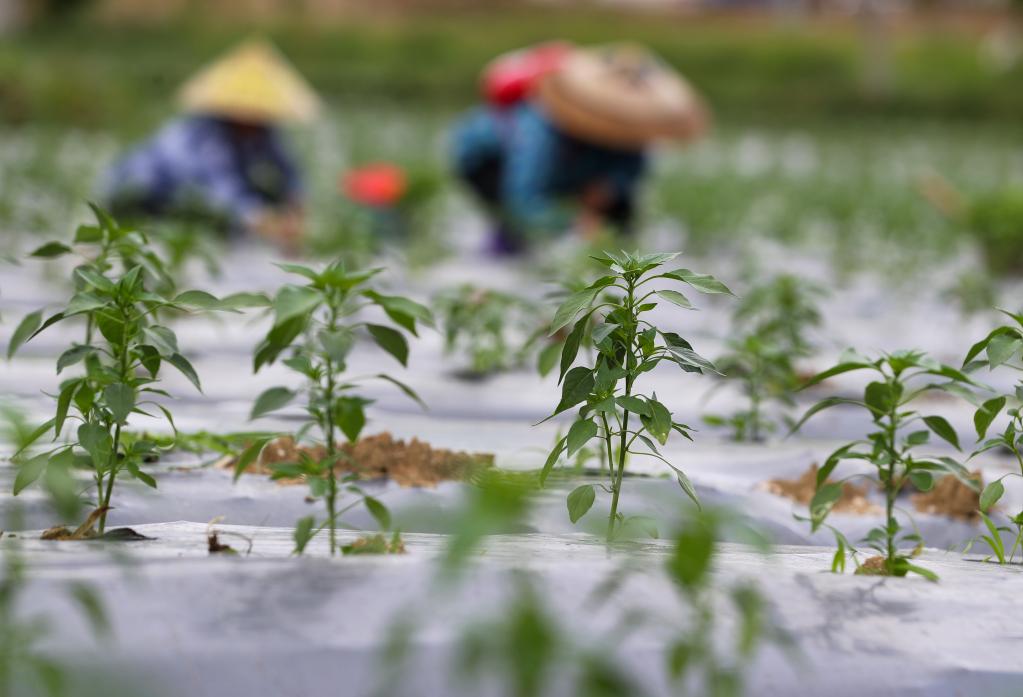 贵州玉屏：辣椒种植助农增收