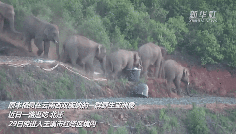 独家现场专访｜野象为何一路北上？
