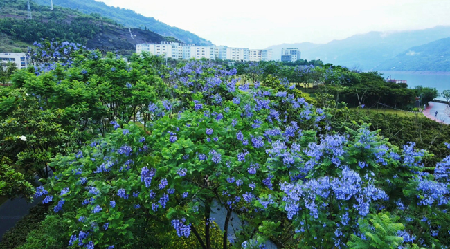 长江之畔上演&ldquo;紫色浪漫&rdquo;