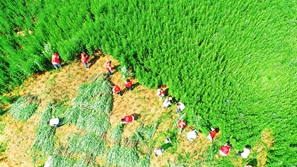一把艾草飘出乡村幸福香气